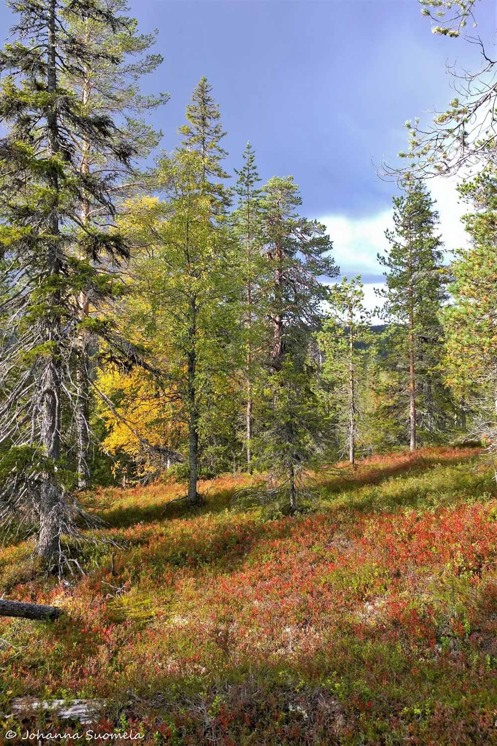 Riisitunturi20200910153821