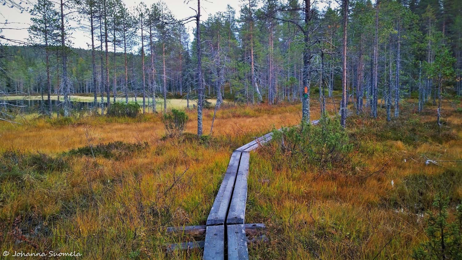 Riisitunturi20200910161609