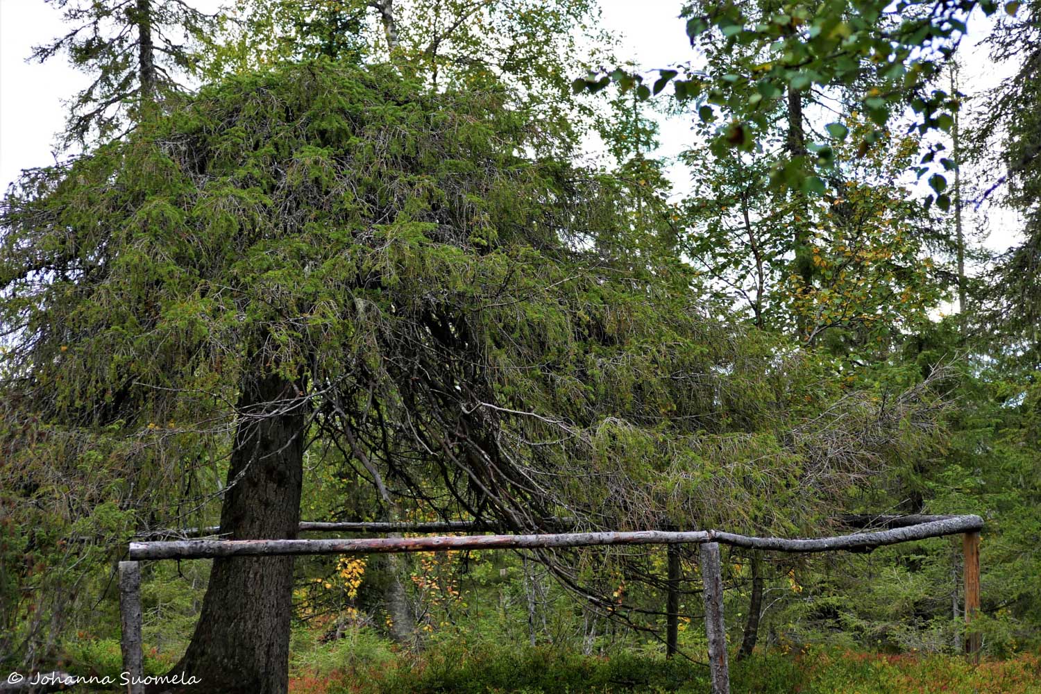 RiisitunturiP1120246