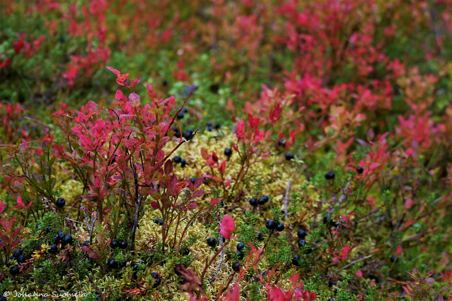 RiisitunturiP1120247