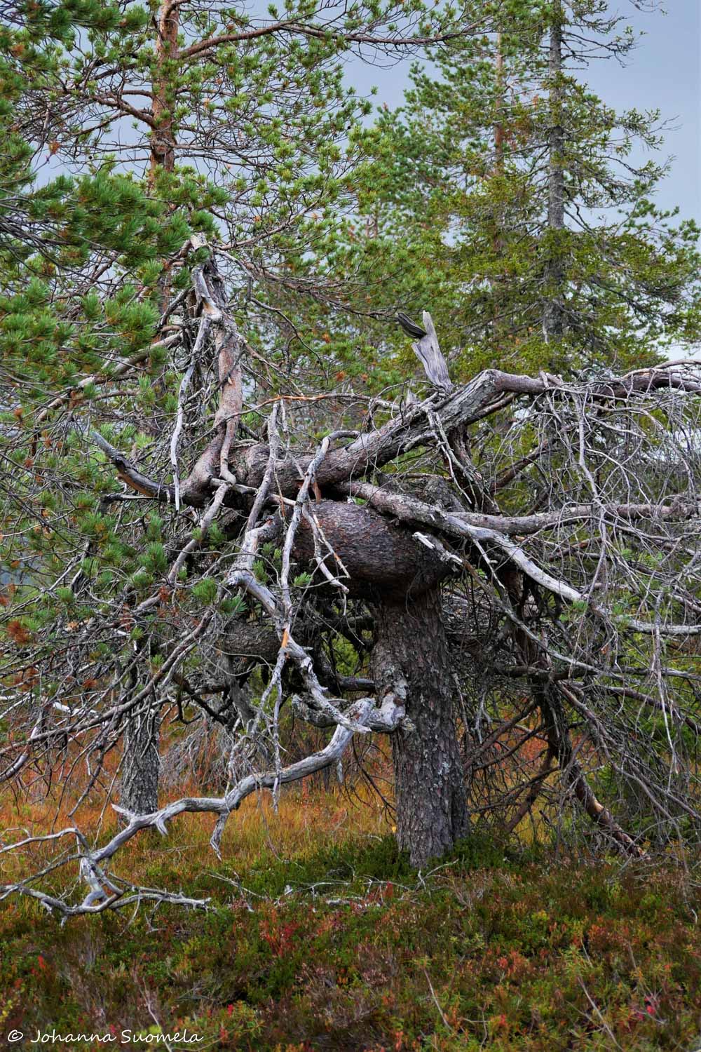 RiisitunturiP1120257