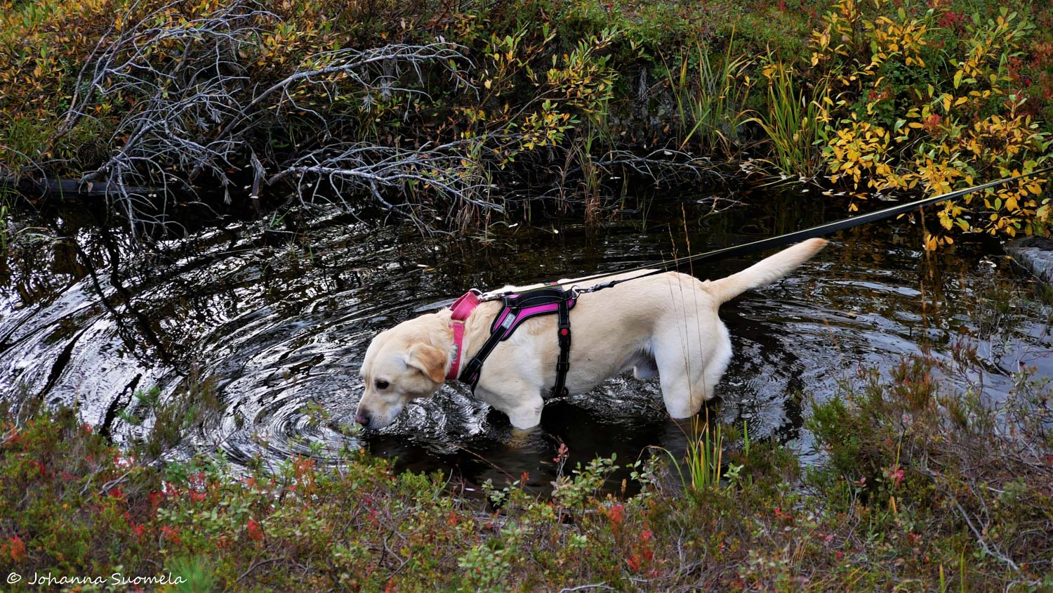 RiisitunturiP1120258