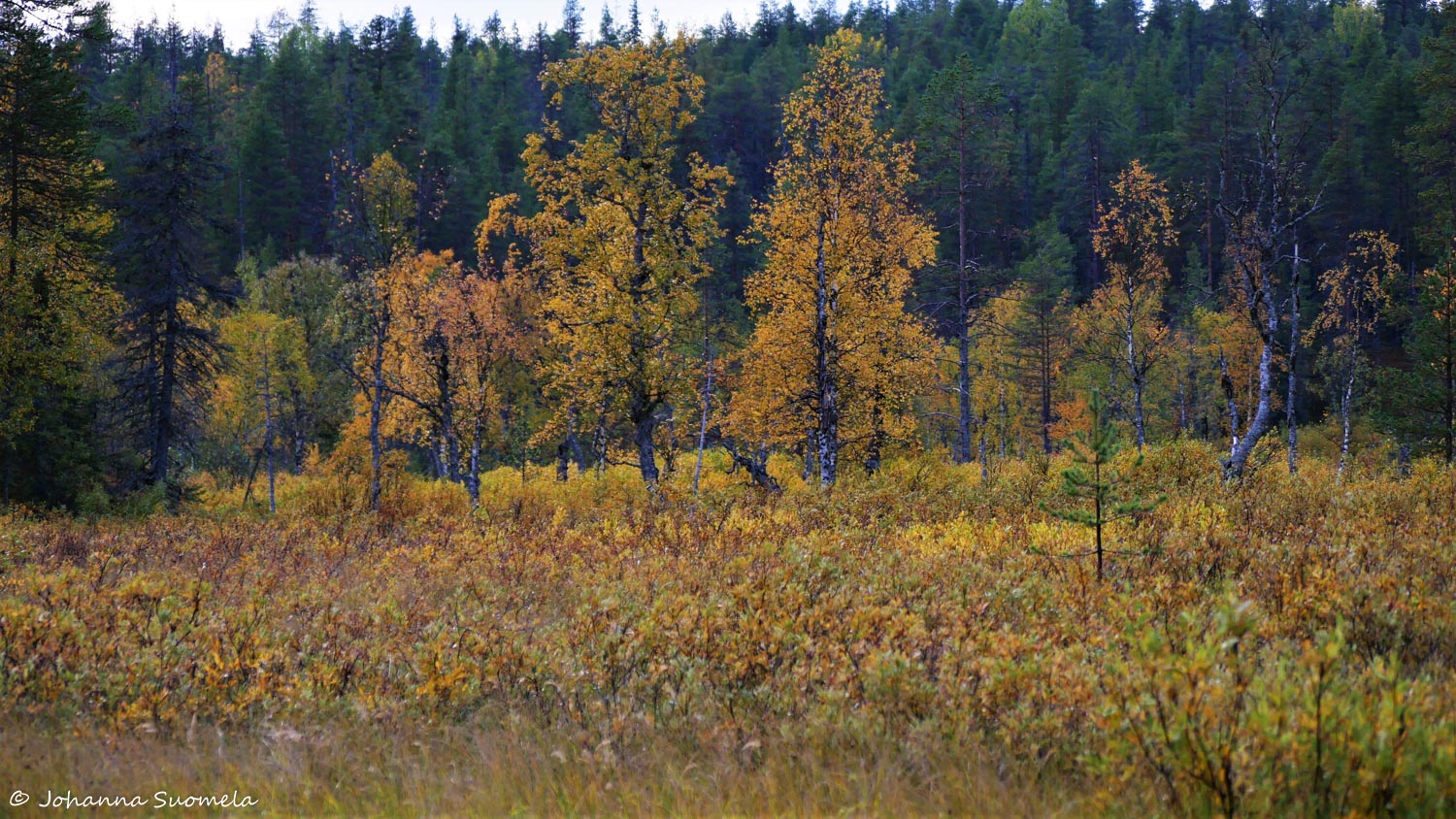 RiisitunturiP1120277