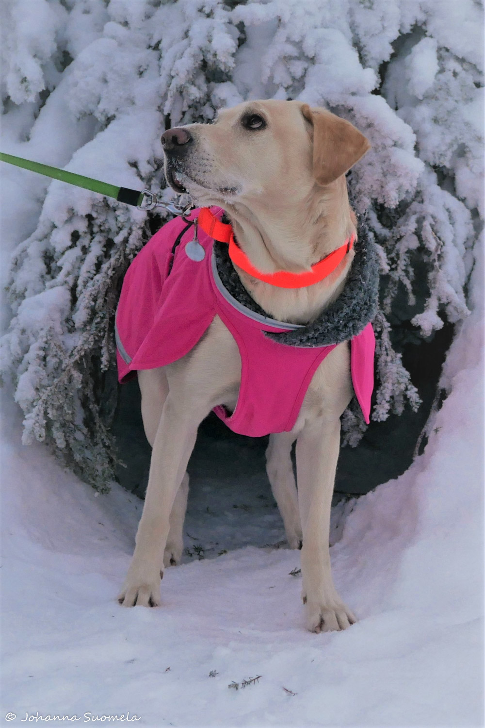 KuusamoKonttainenJetuP1130557