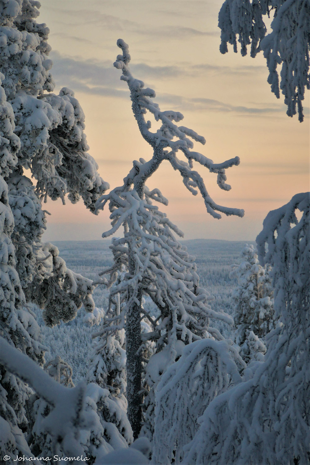 KuusamoKonttaisenKuhausP11305631