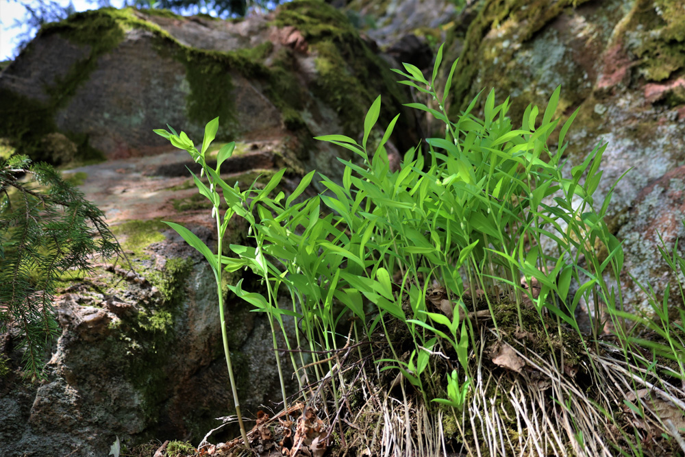 Korpudden kalliokielot