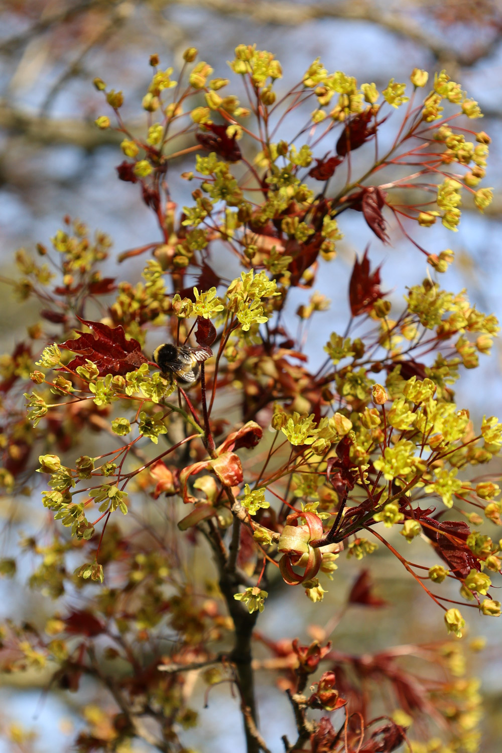 Maksavaahtera kukkii