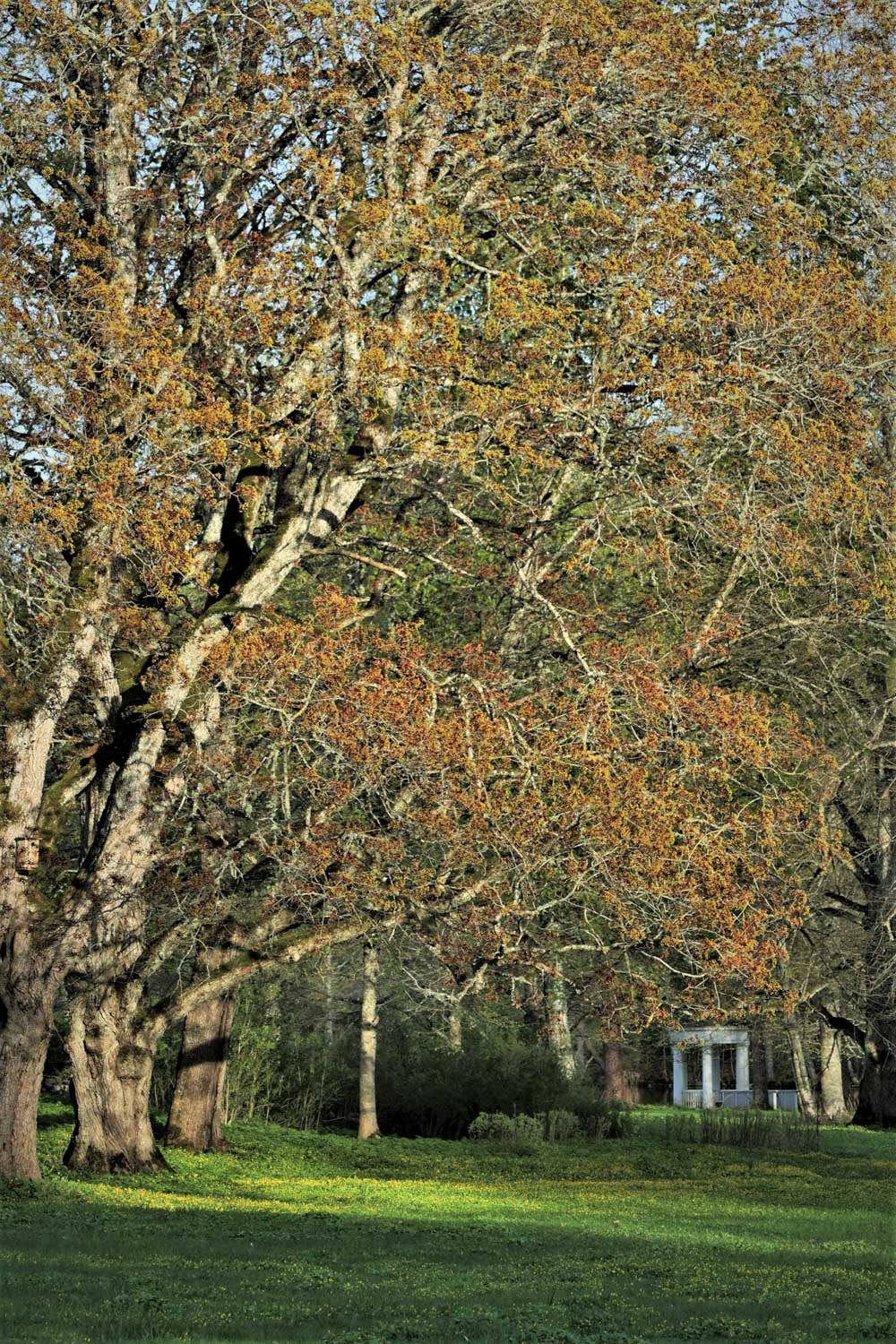 Mustion linnan puisto