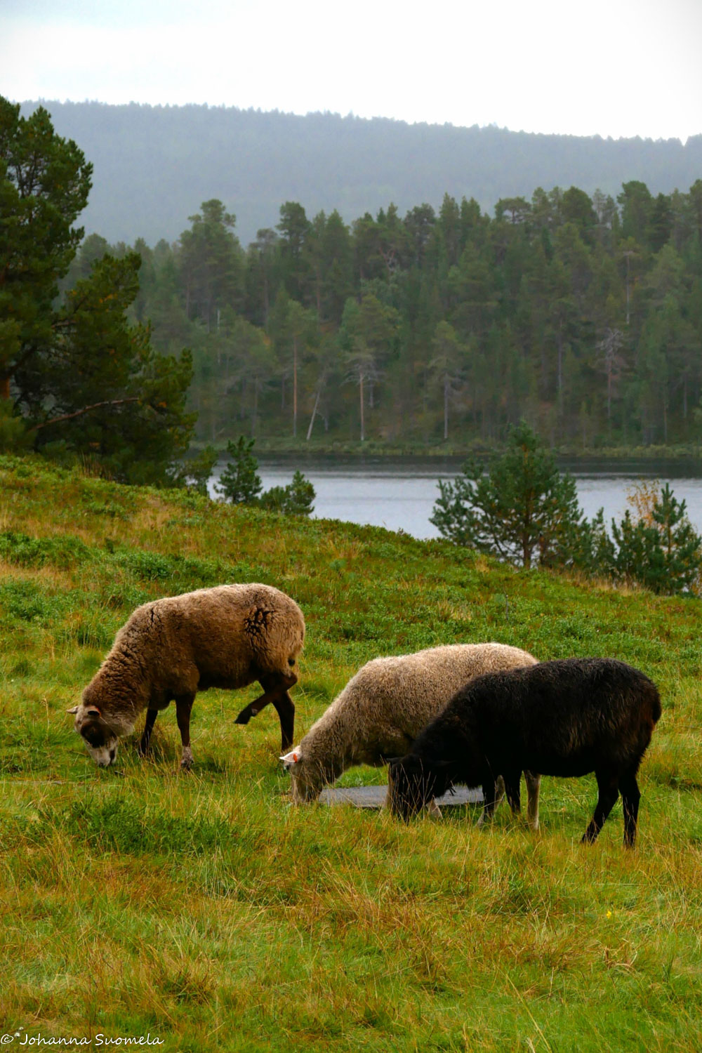 Kolme lammasta syö ruohoa.