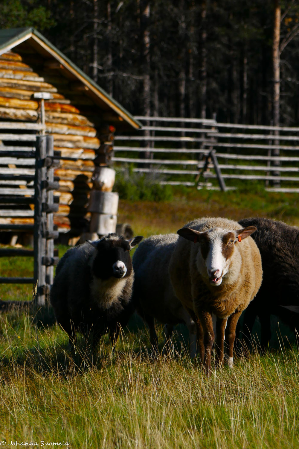 Lampaita Kaapin Jounin kentällä.