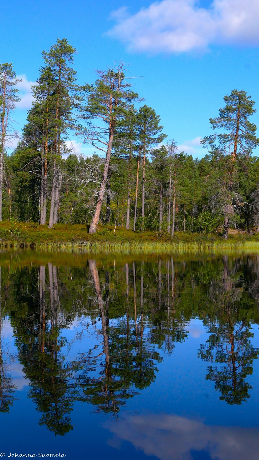Mäntyjä Lemmenjoella.