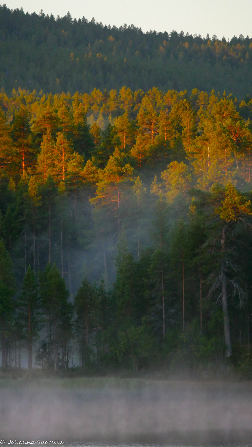 Aamu-usvaista mäntymetsää Lemmenjoella.