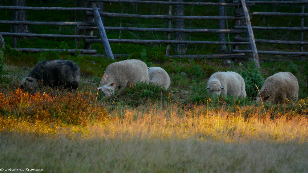 Kaapin Jounin lampaat aamun auringossa.