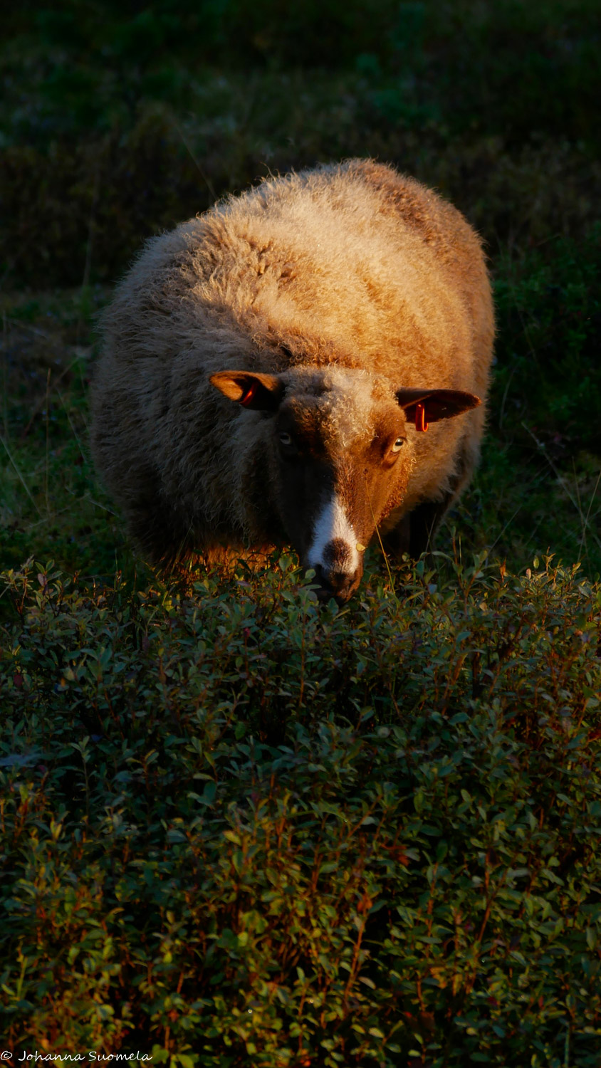 Lammas syö varpuja aamun auringossa.