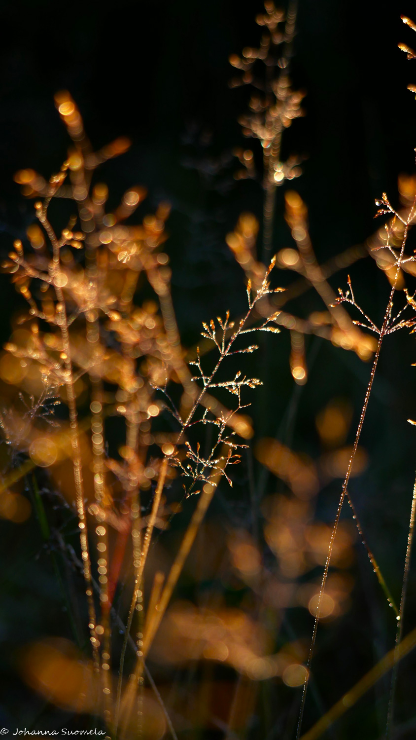 Kastepisaraisia heiniä aamuauringossa.