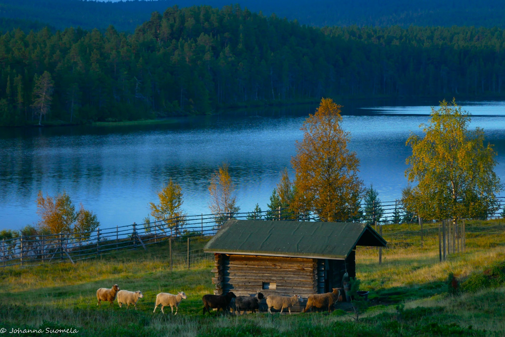 Lampaita menossa suojaansa Kaapin Jounin kentällä.