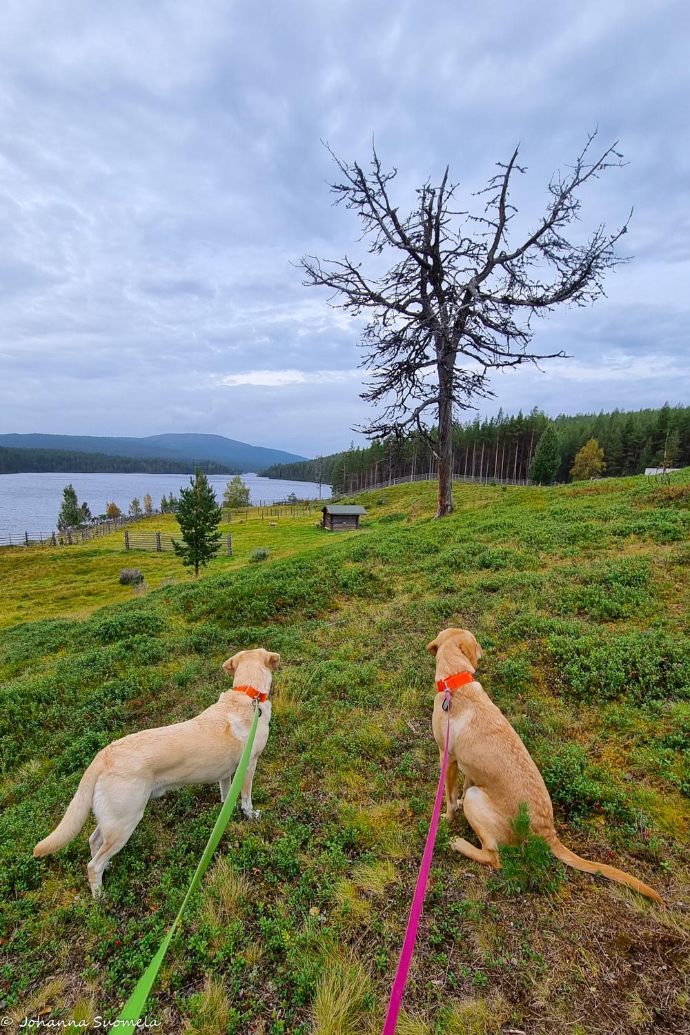 Kytkettyjä koiria Kaapin Jounin kentällä.