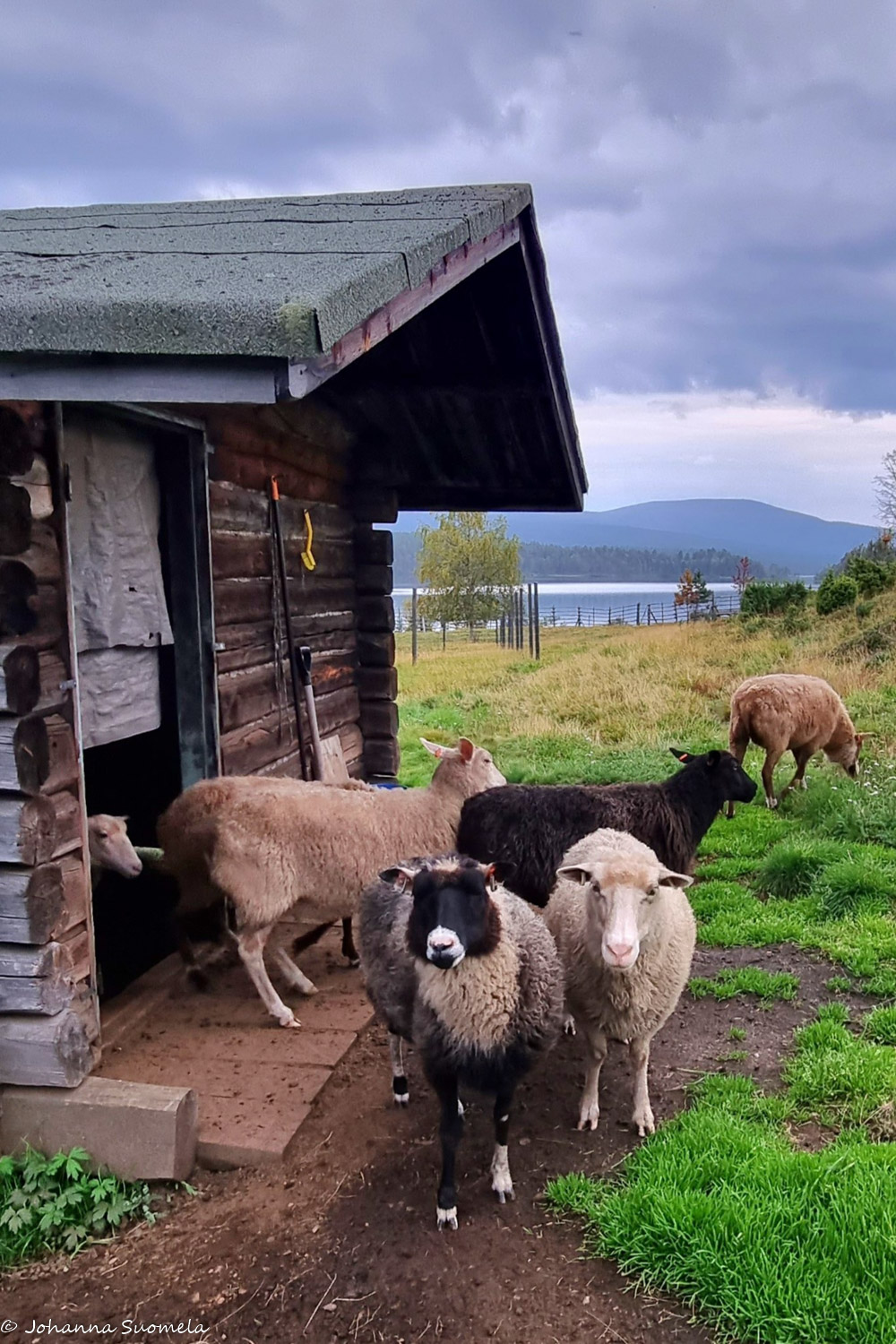 Kaapin Jounin lampaat suojansa edustalla.