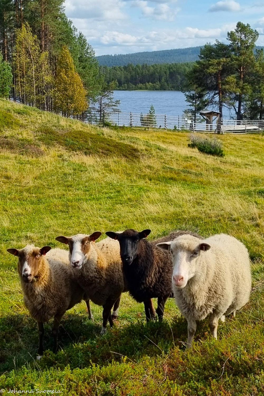 Neljä lammasta Kaapin Jounin kentällä.