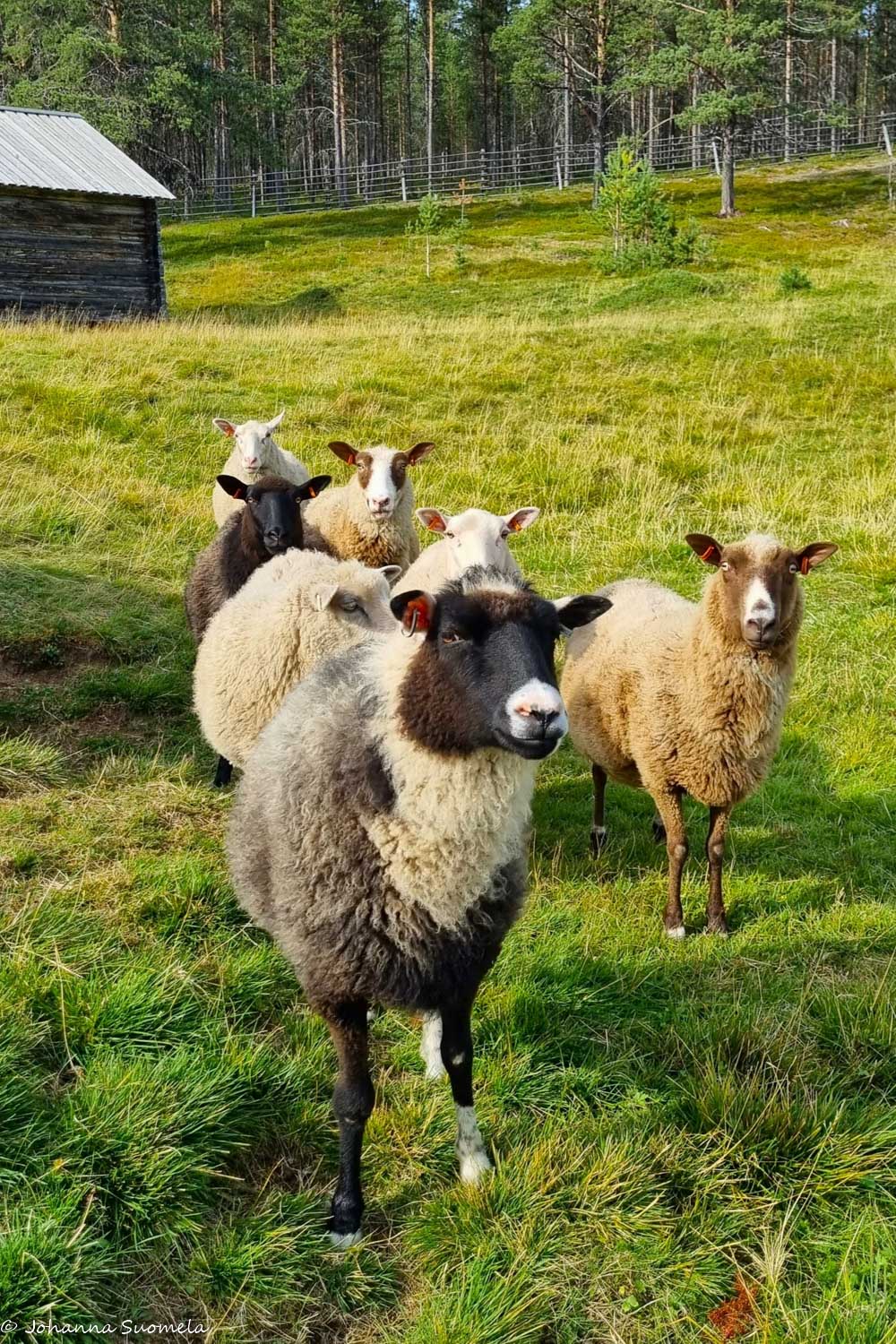 Lampaita Kaapin Jounin kentällä.