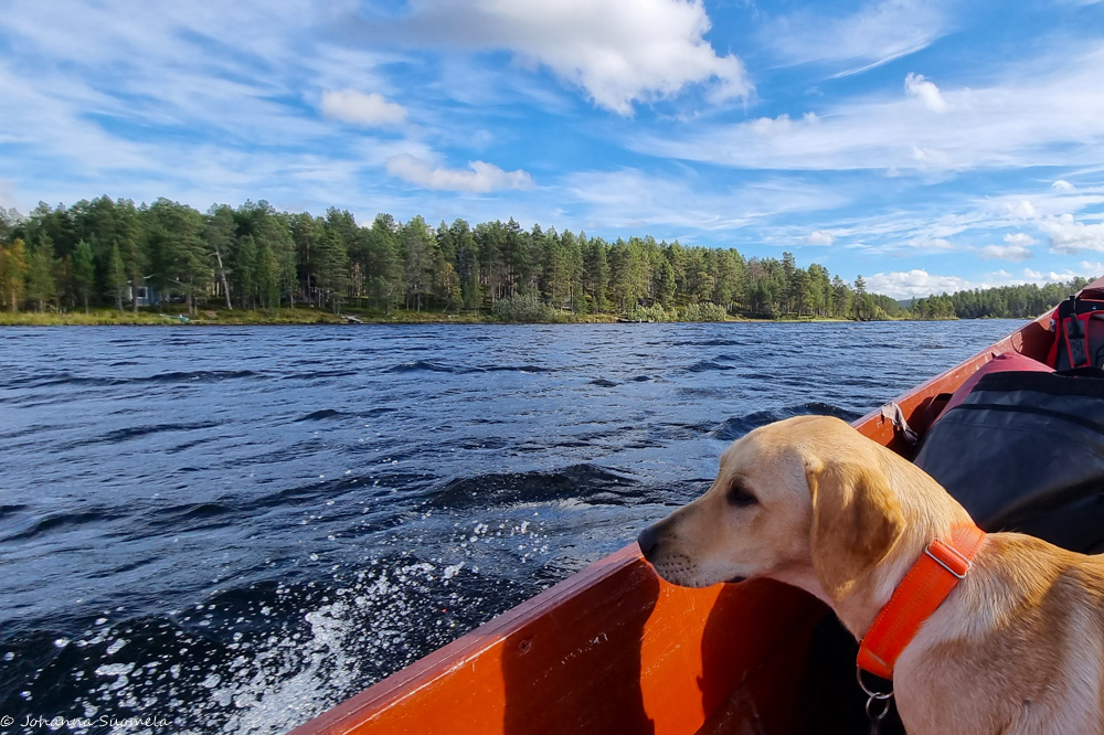 Koira jokiveneessä Lemmenjoella.
