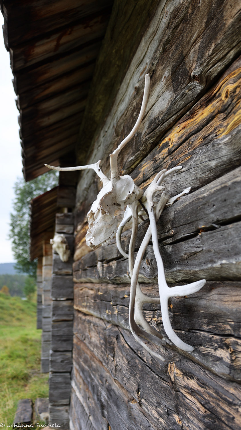 Poronkallo Kaapin Jounin heinäsuojan ulkoseinällä.