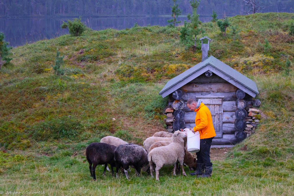 Pellettien jakoa lampaille maakellarin edessä.