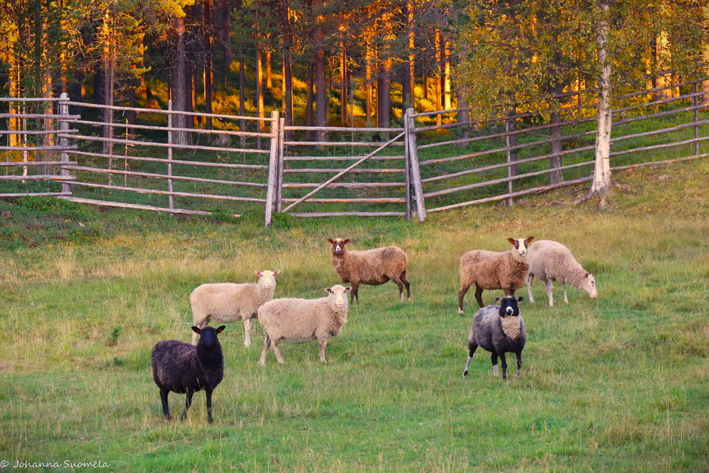 Kaapin Jounin kentän lampaat.