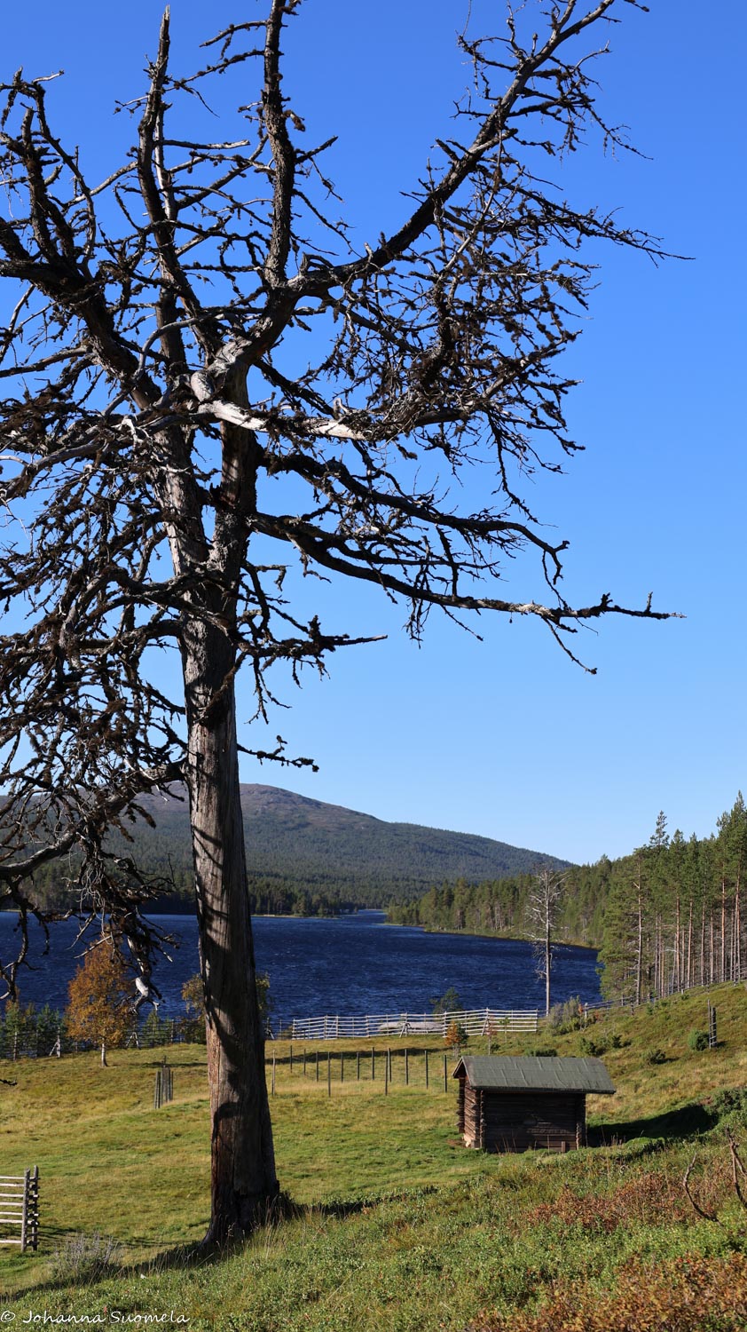 Kelopuu Kaapin Jounin kentällä.