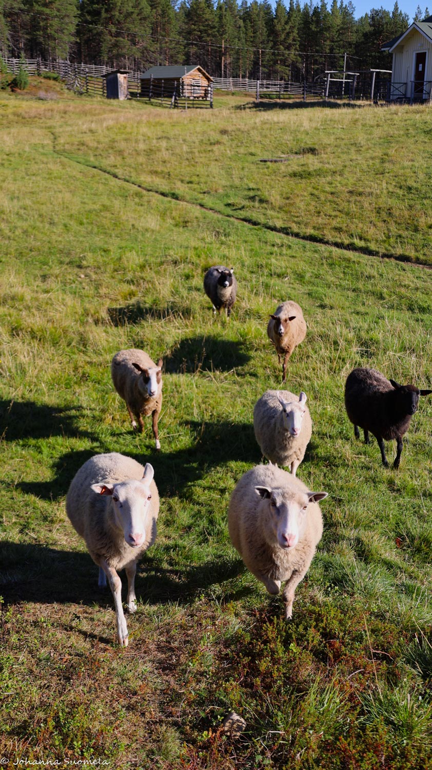 Seitsemän lammasta juoksee kohti Kaapin Jounin kentällä.