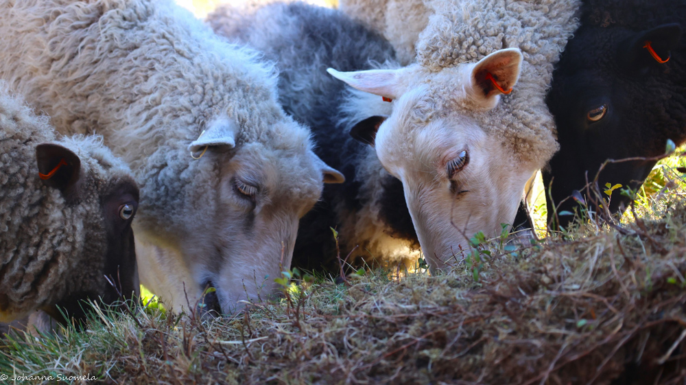 Vuotson lampaat syömässä.