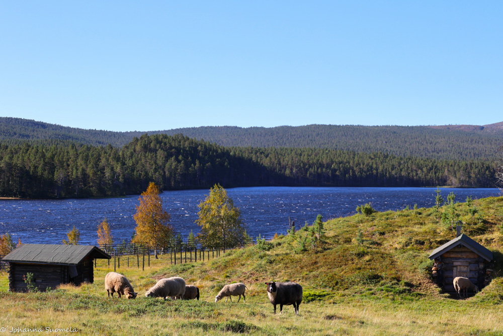 Lampaita Kaapin Jounin kentällä.