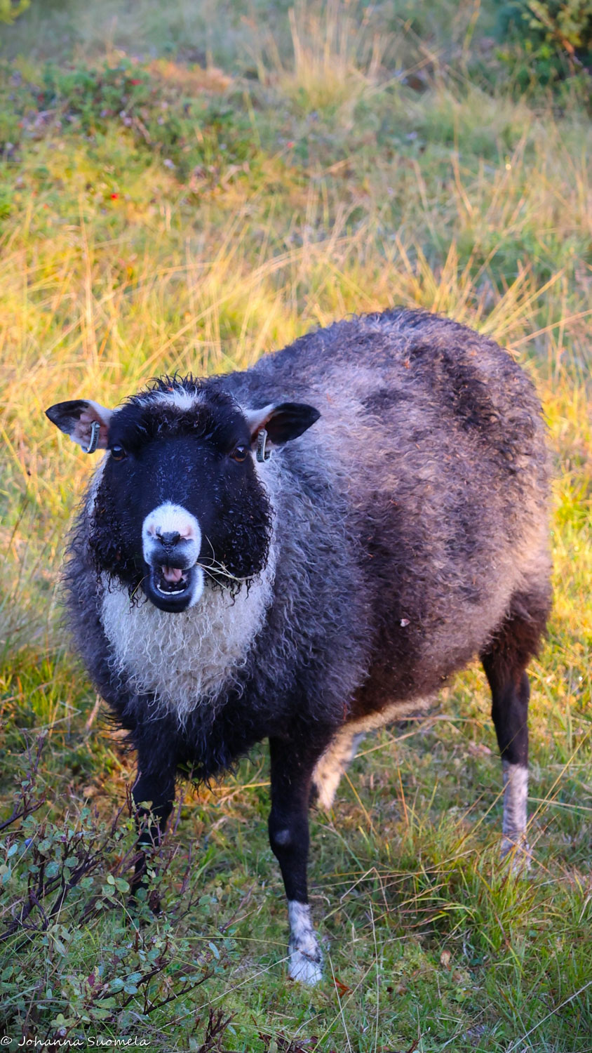 Musta lammas pureskelee ruohoa suu auki.