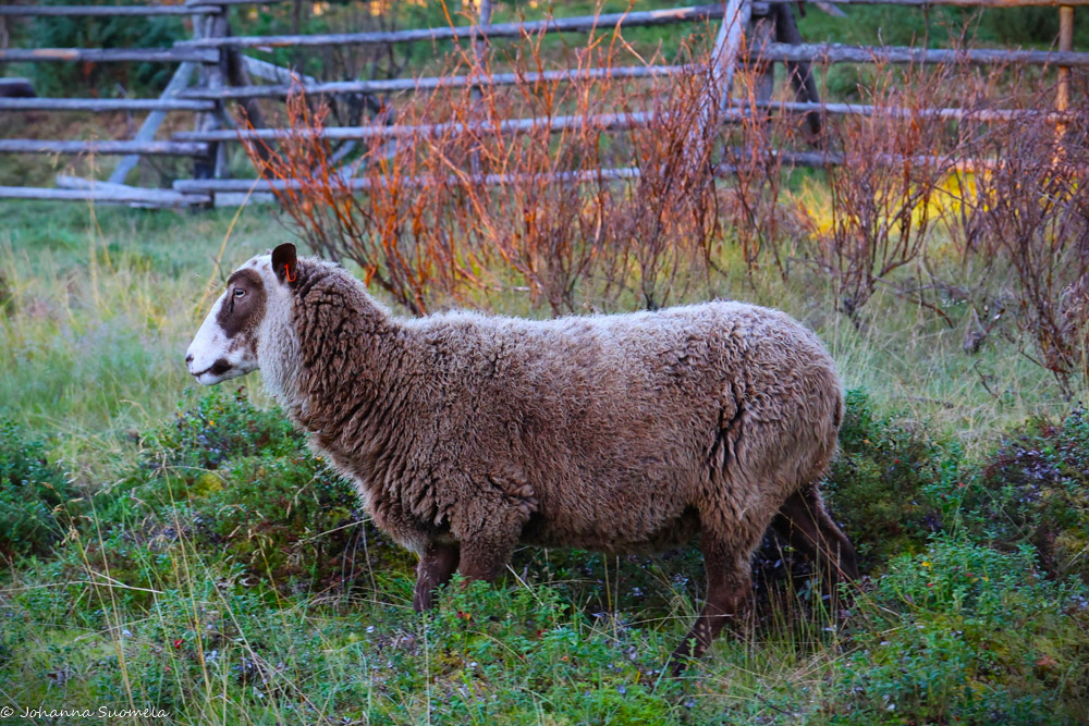 Ruskea lammas kävelee varvikossa.