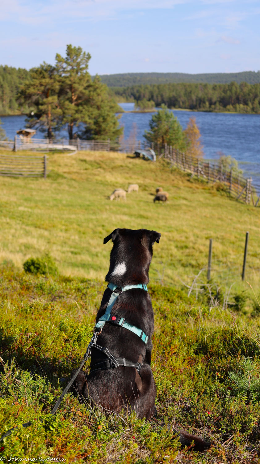 Koira katselee lammaslaumaa Kaapin Jounin tilalla.