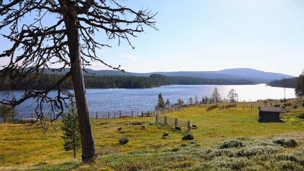 Kaapin Jounin kenttä.