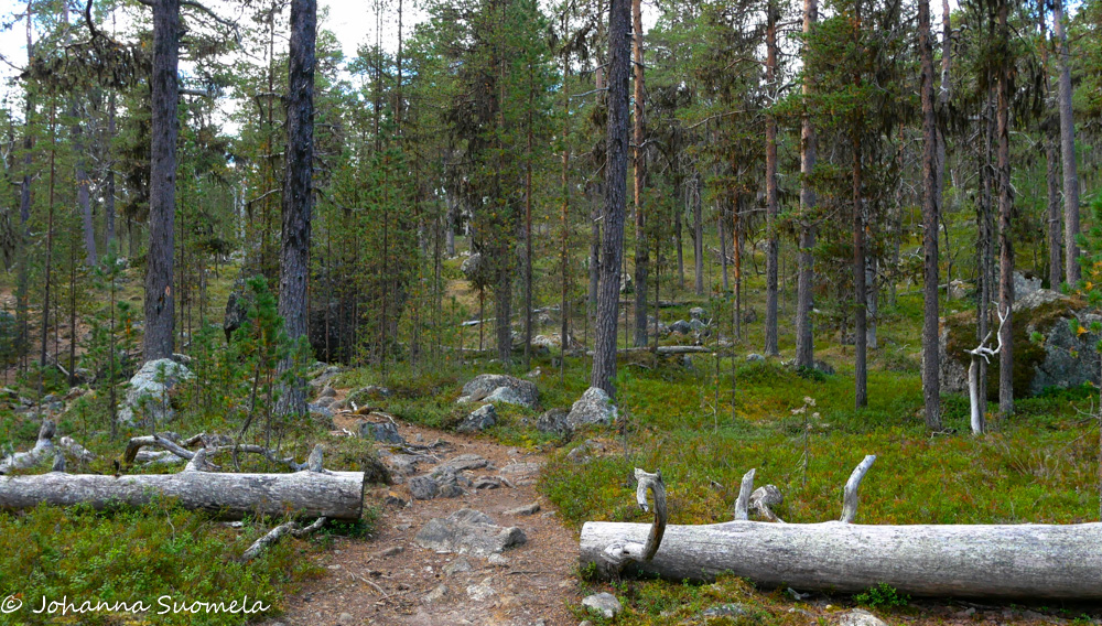 Pielpajärven erämaakirkolle johtava polku ja kaatunut kelo.