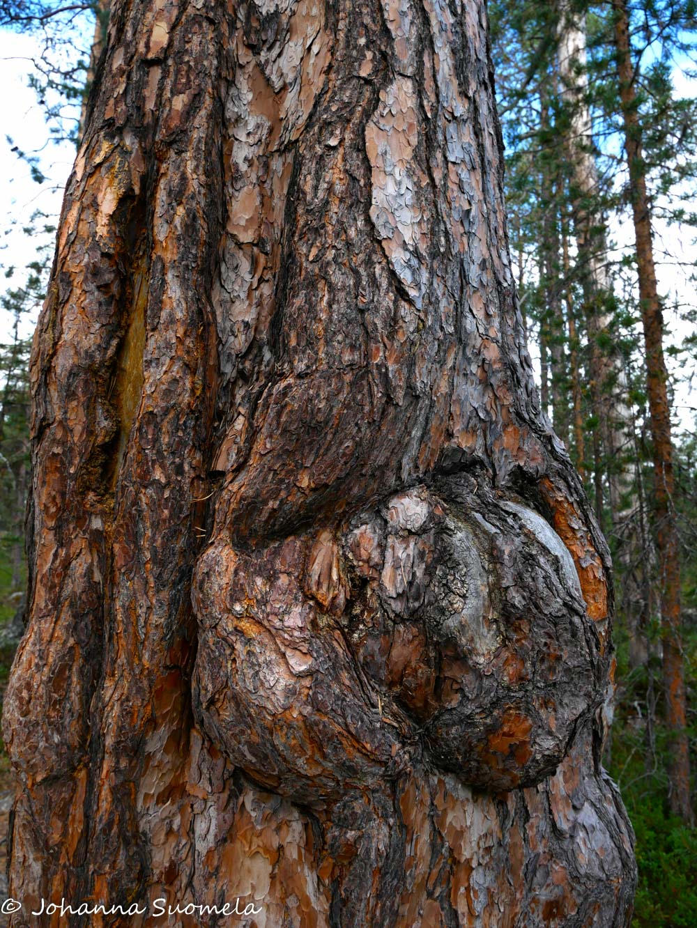 Muhkurainen vanha petäjä Pielpajärven erämaakirkolle johtavalla polulla.