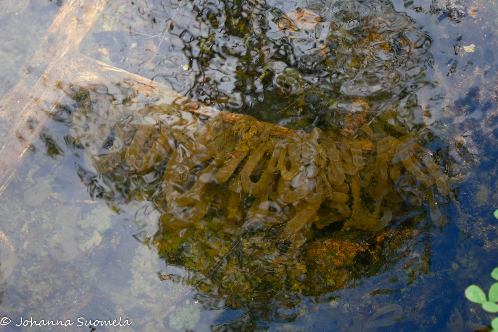 Vesiperhosen putkistoja rantavedessä.