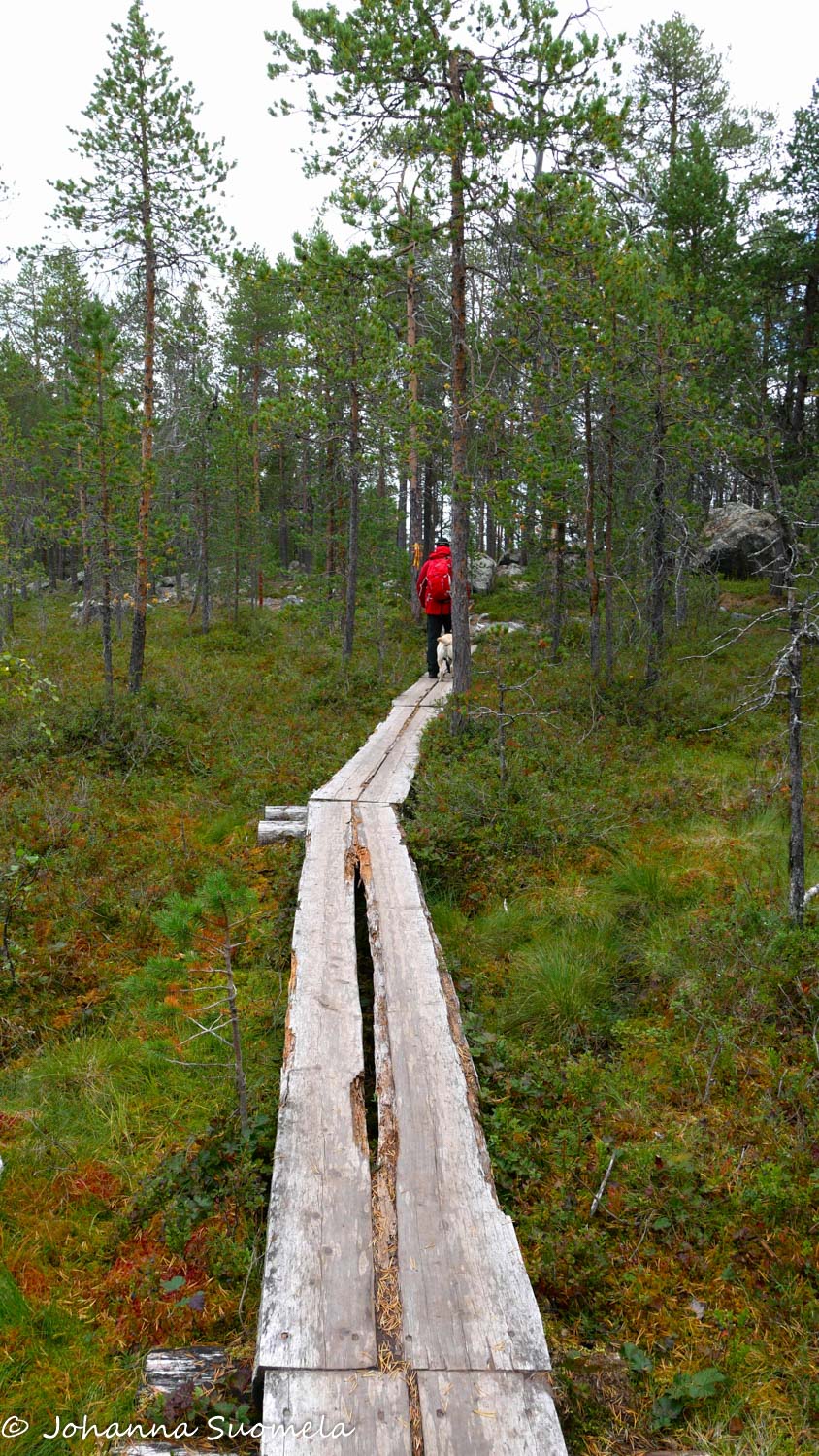 Pitkospuut ja retkeilijä.