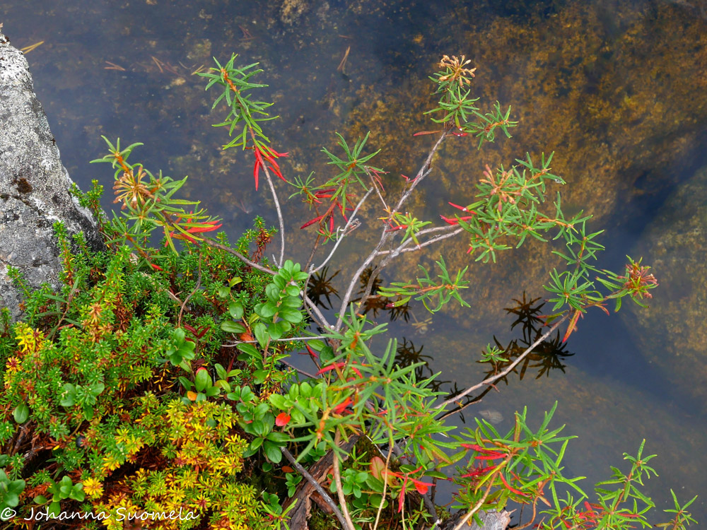 Kasveja uoman penkereellä.