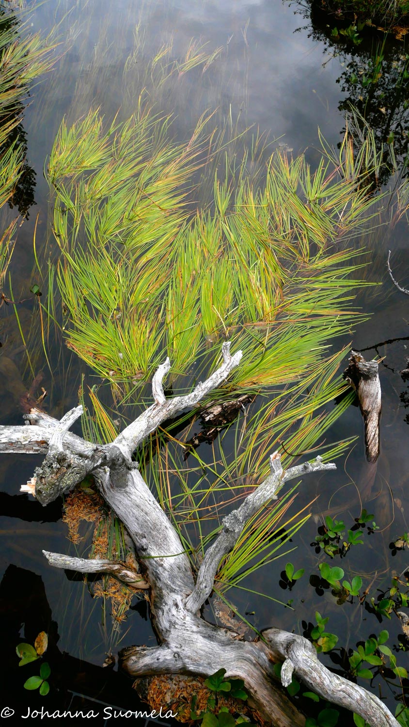 Veteen kaatunut kelo ja koristeellisia vesikasveja.