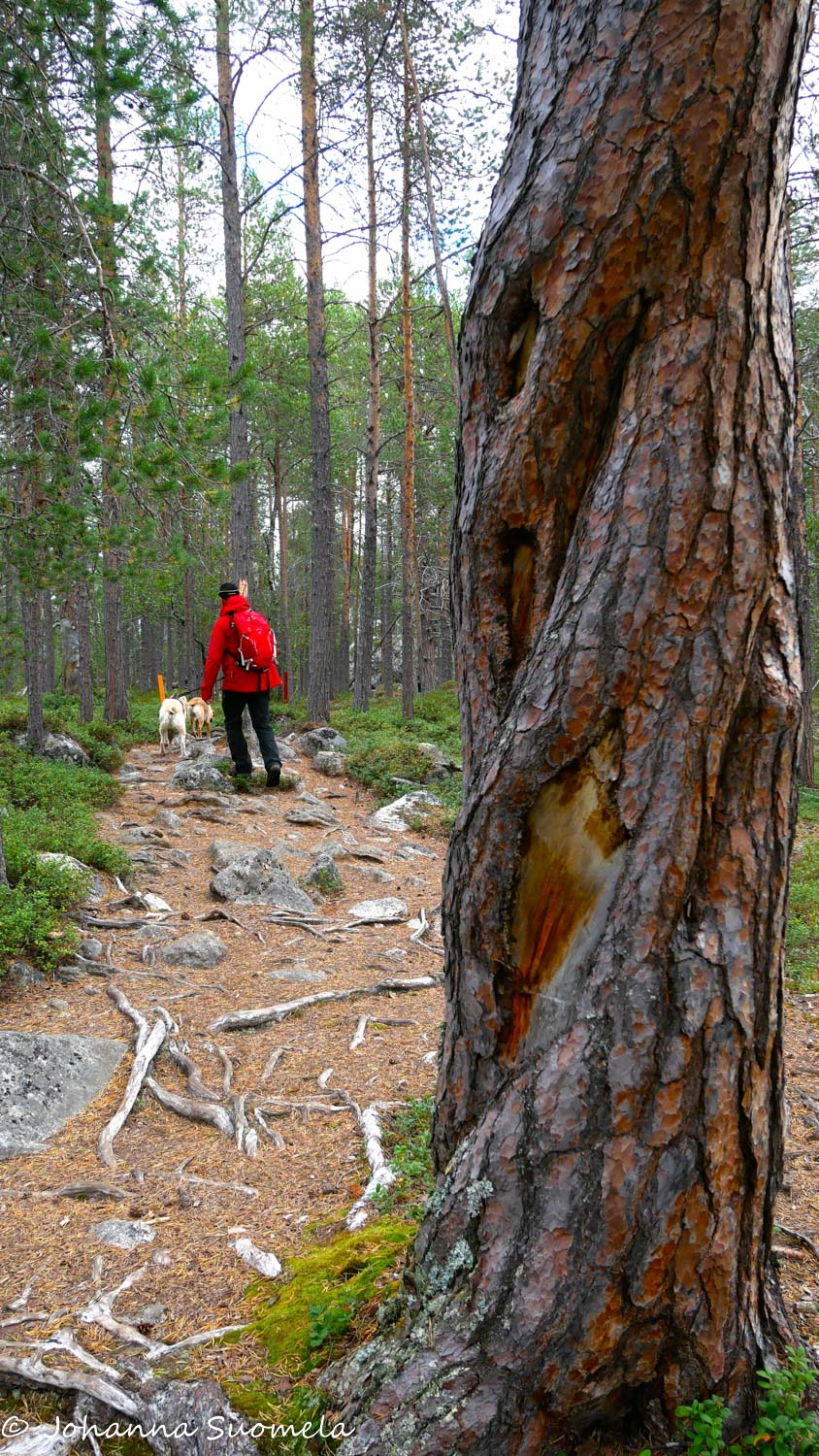Vanha mänty ja retkeilijä erämaakirkkopolulla.