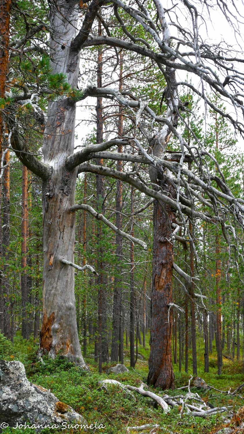 Kaksi suurta pystykeloa.