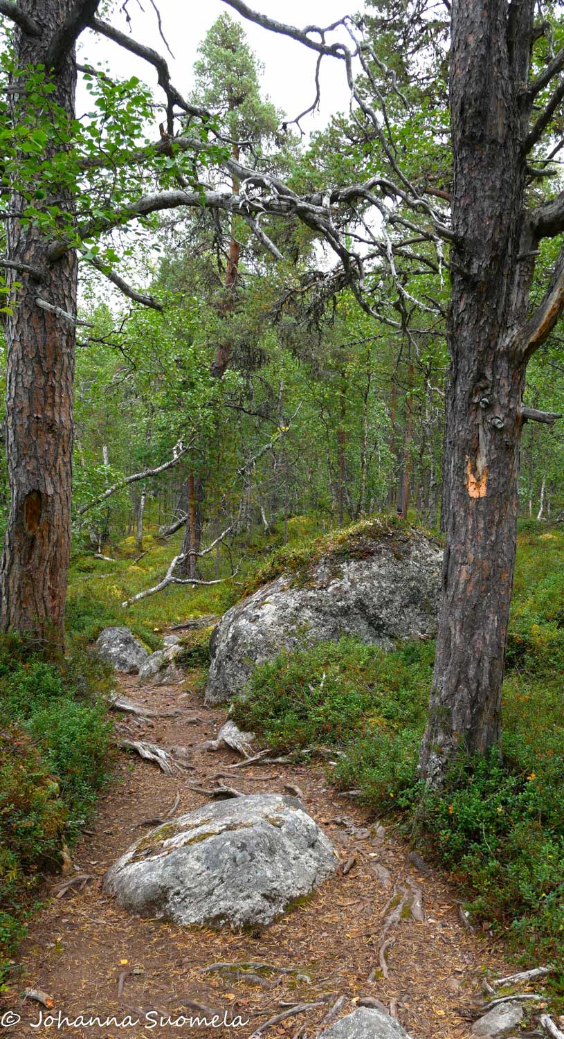 Polkumerkki vanhassa puussa.