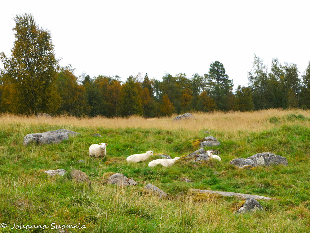 Neljä lammasta lepotauolla Pielpajärven erämaakirkon kentällä.