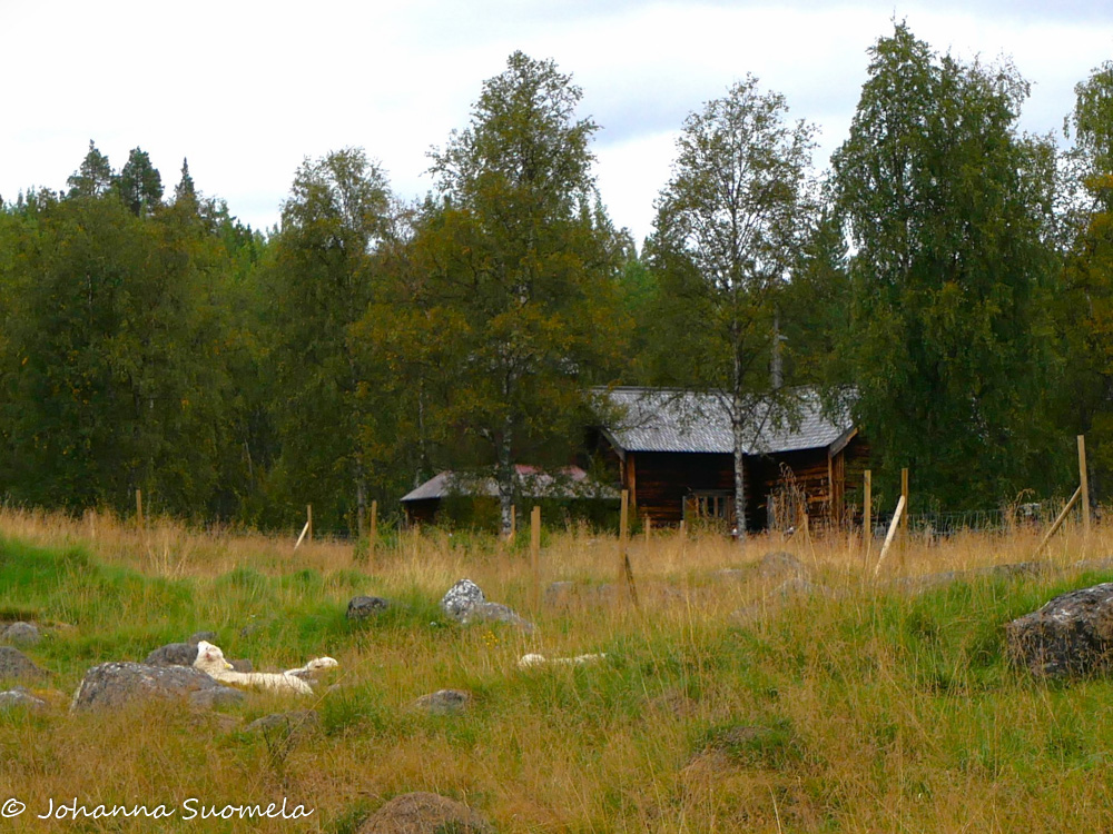 Pielpajärven erämaakirkko ja nukkuvia lampaita.