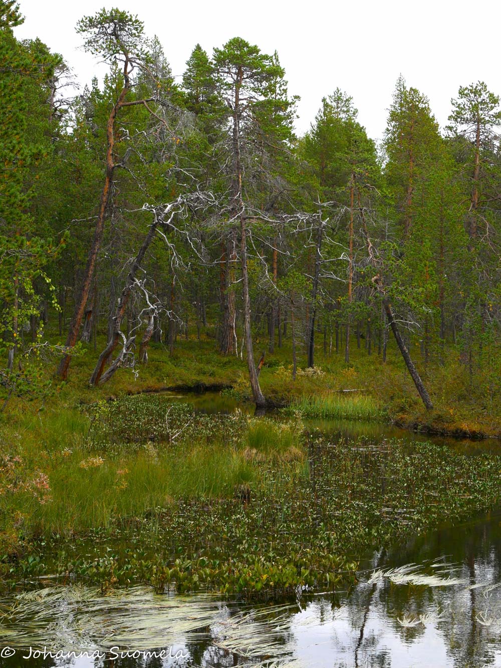 Kippuraoksaisia mäntyjä uoman penkereillä.
