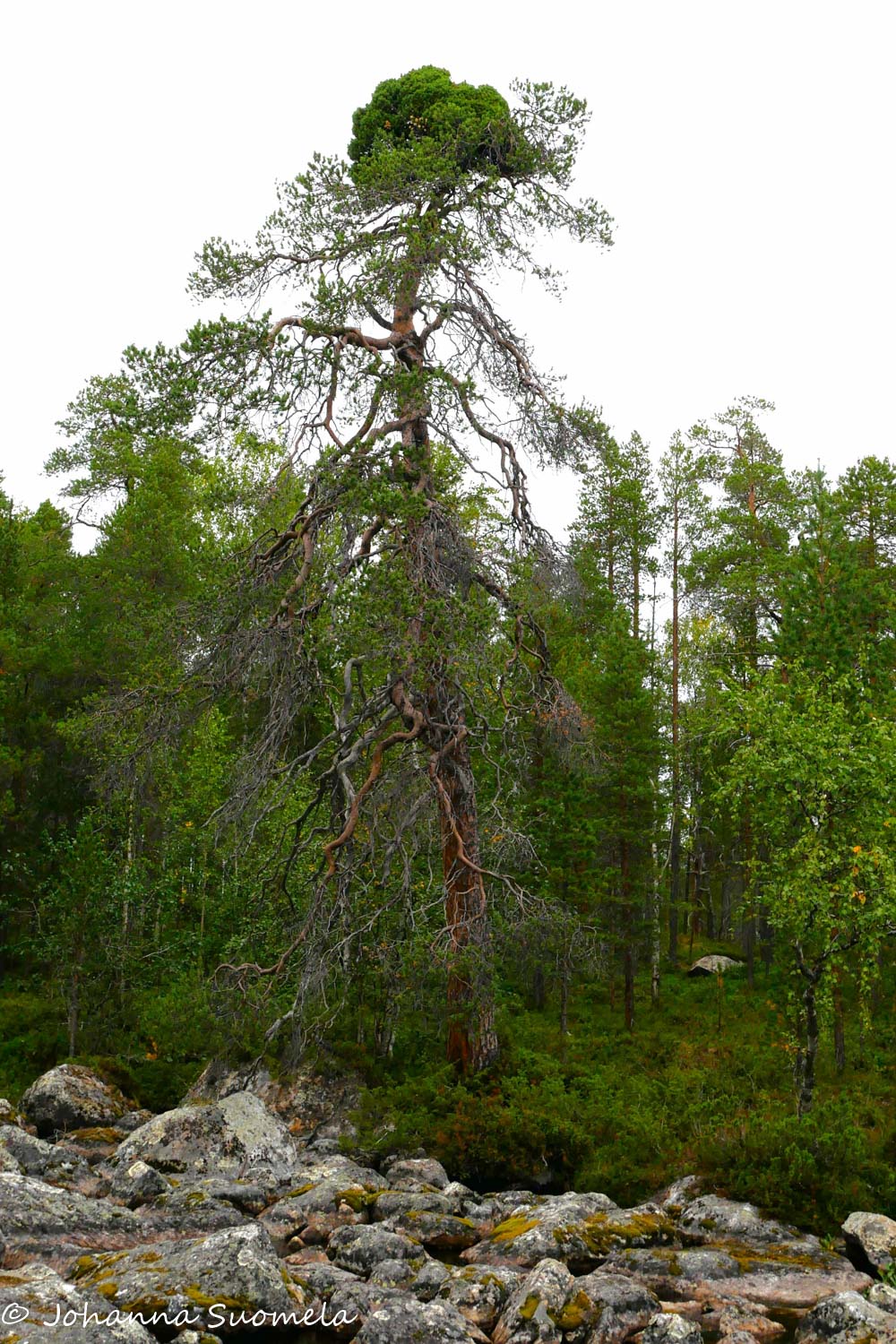 Pallolatvuksinen mänty uoman penkereellä.