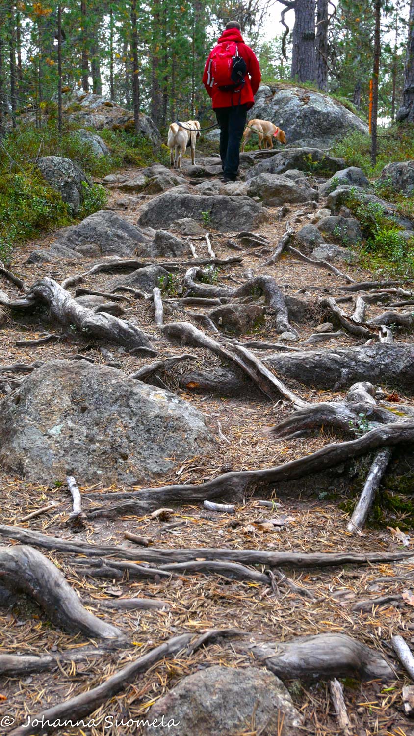 Retkeilijä ja kaksi koiraa juurakkoisella polulla.